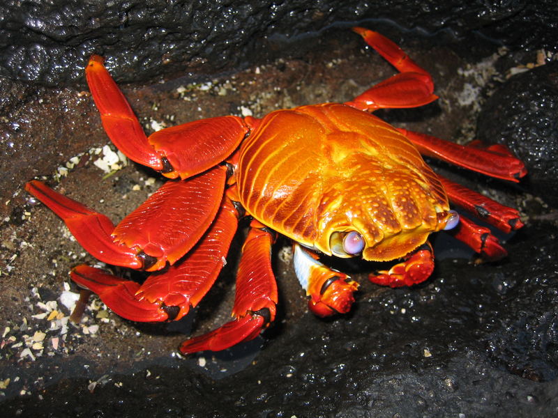 Krabbe auf den Galapagos