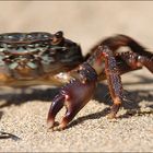 Krabbe auf der Flucht