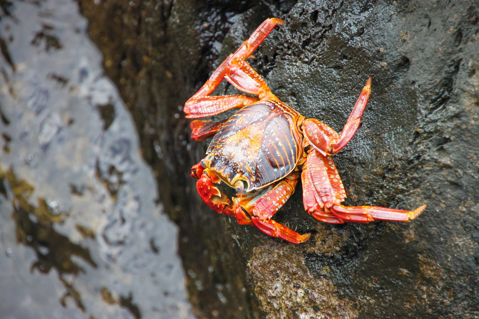 Krabbe auf Galapagos