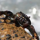Krabbe auf Gran Canaria