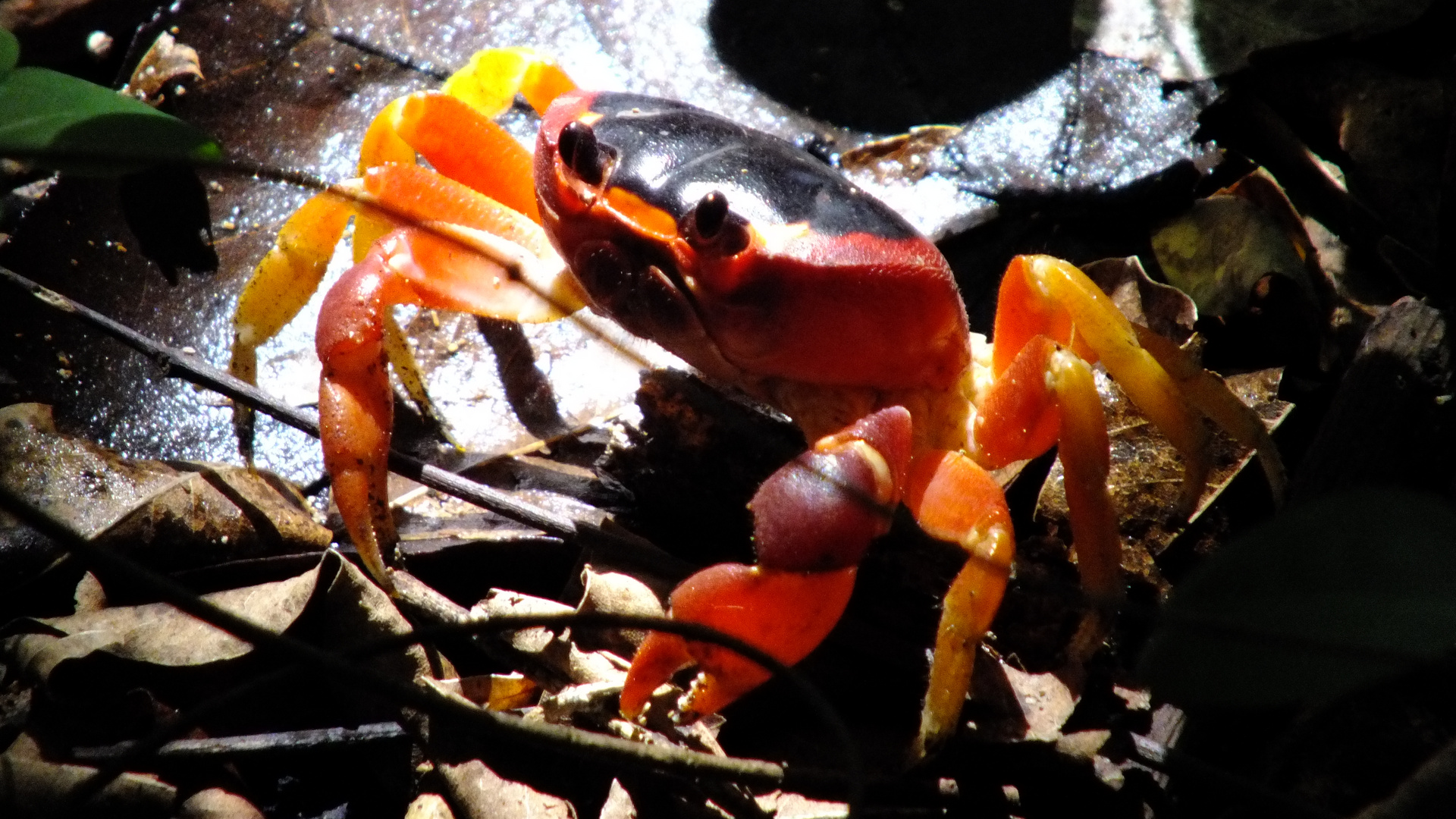 Krabbe auf Guadeloupe