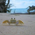 Krabbe auf Kuba