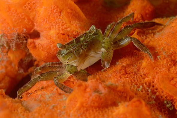 Krabbe auf Orange