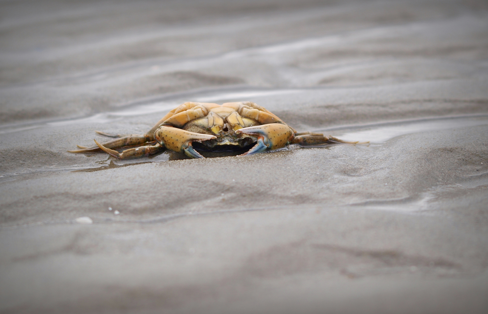 Krabbe auf Texel