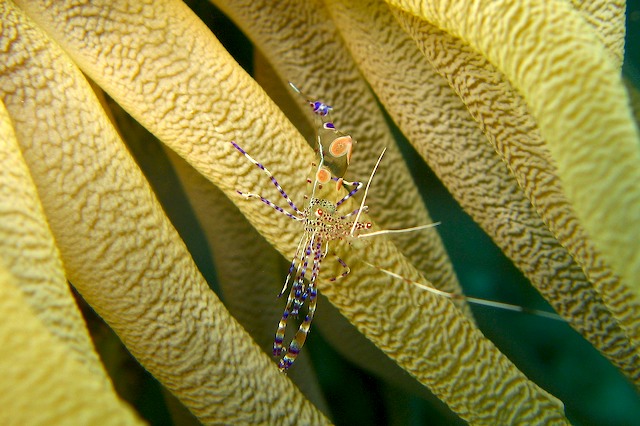 Krabbe bei Curacao