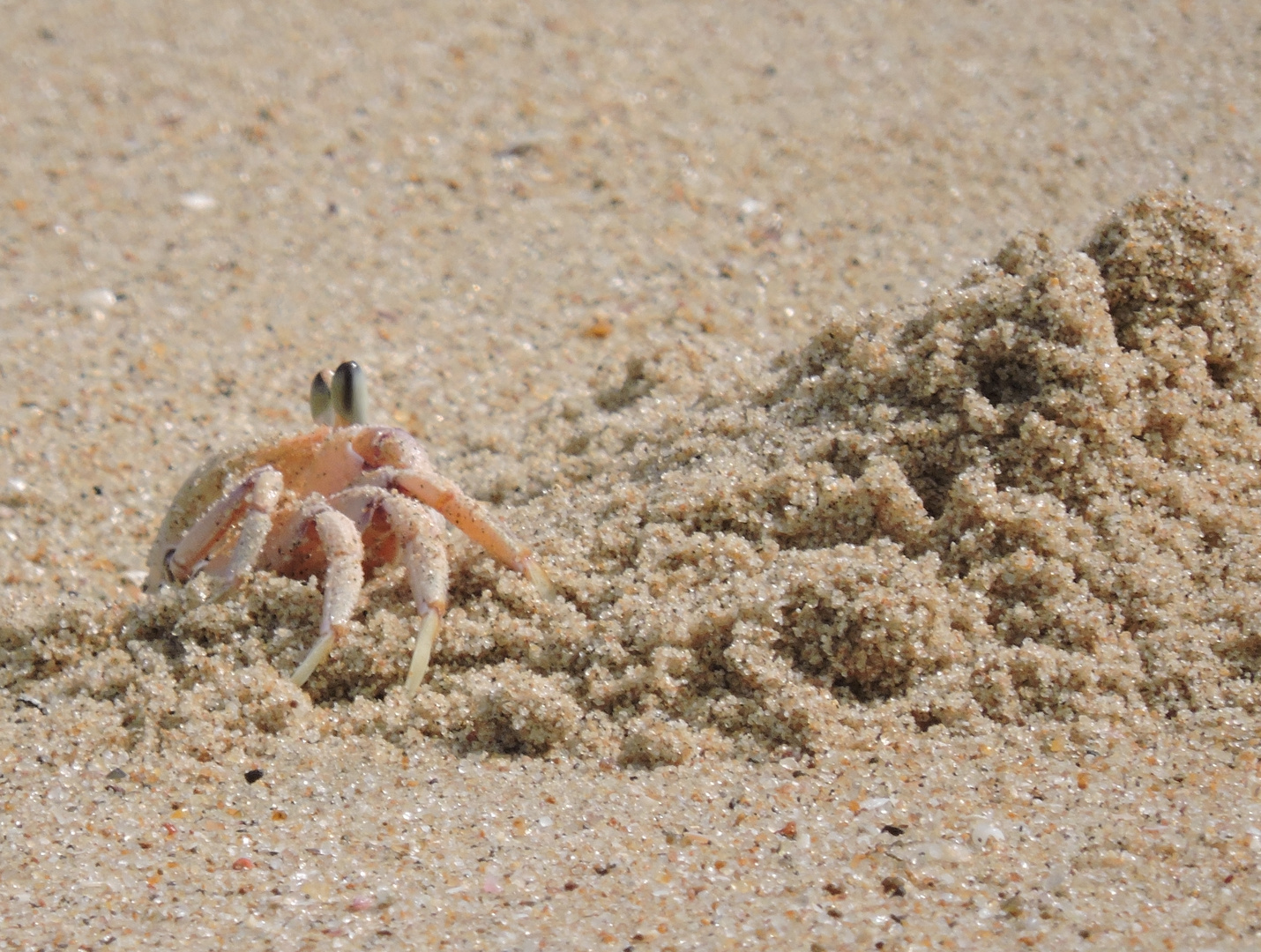 Krabbe beim Lochbuddeln ;Strand bei Cape Vidal