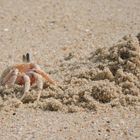 Krabbe beim Lochbuddeln ;Strand bei Cape Vidal