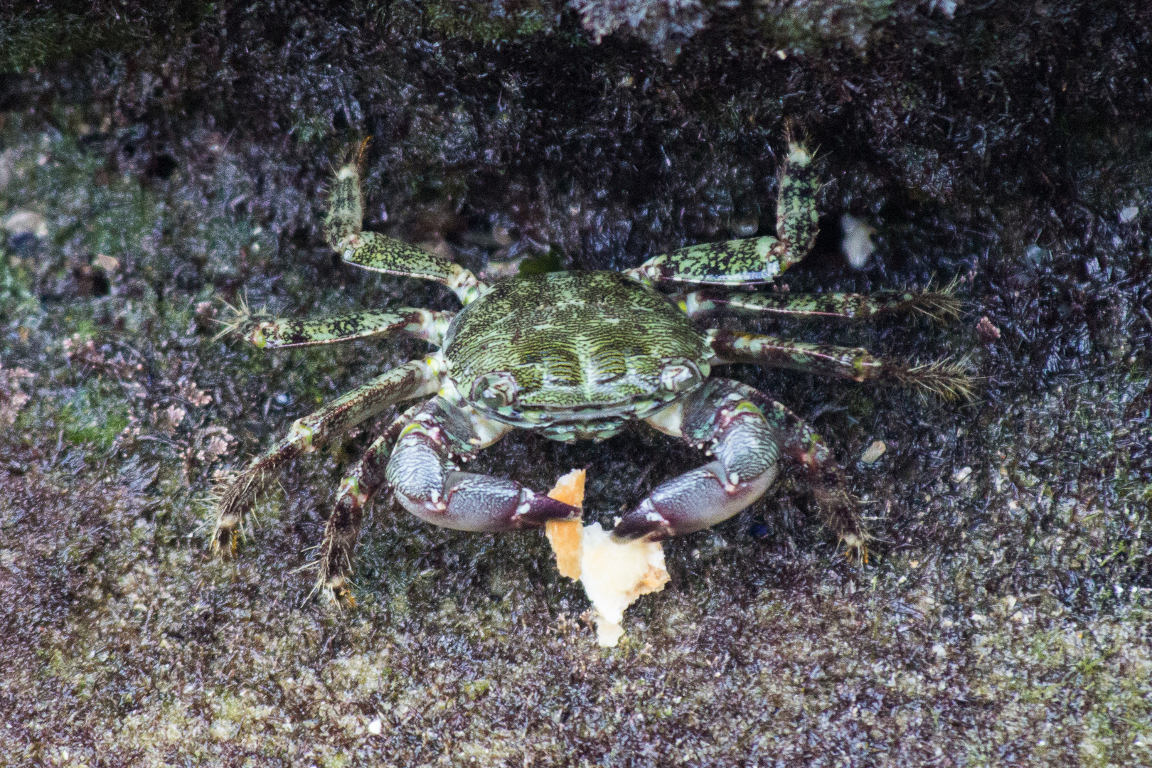 Krabbe beim Mittagessen