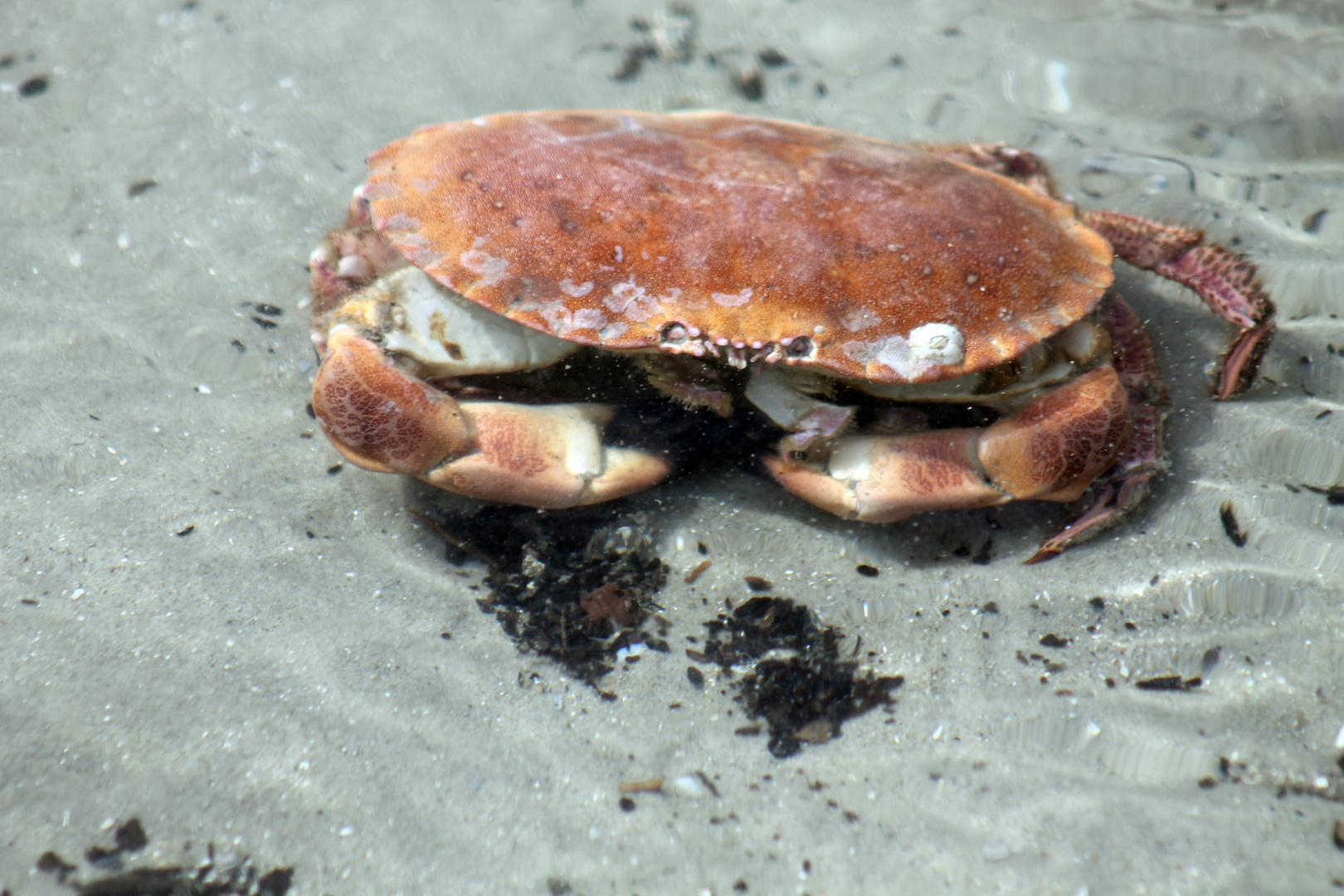 Krabbe beim Strandsparziergang entdeckt!