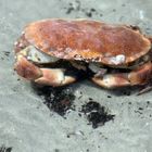 Krabbe beim Strandsparziergang entdeckt!