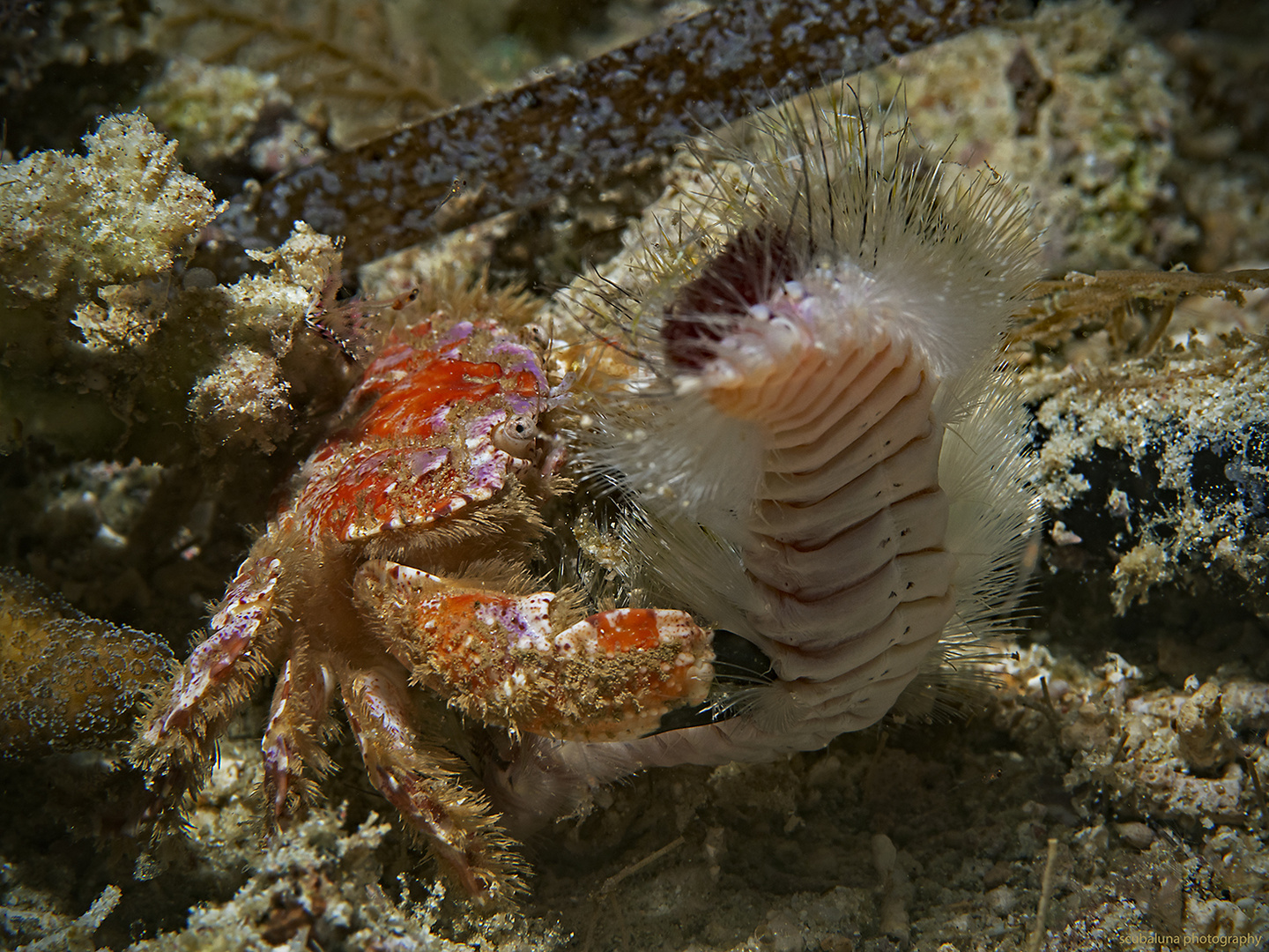 Krabbe fängt Borstenwurm