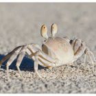 Krabbe ´guckt´