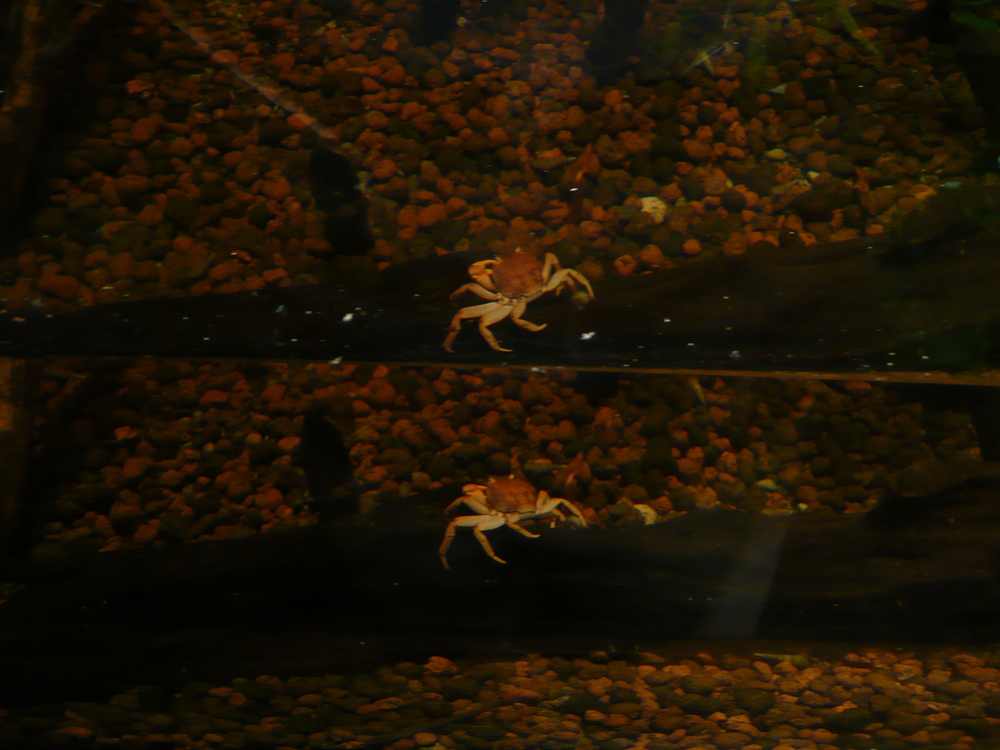 Krabbe hoch zwei