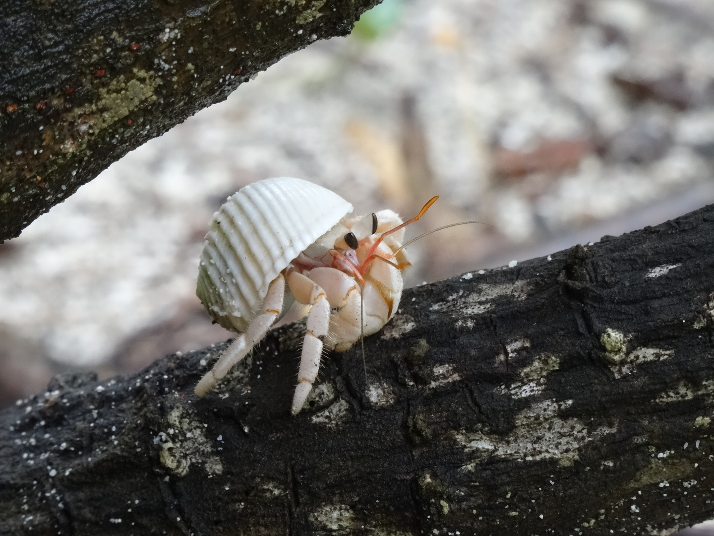 Krabbe im Baum