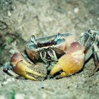 krabbe im hotelgarten auf praslin (seychellen)