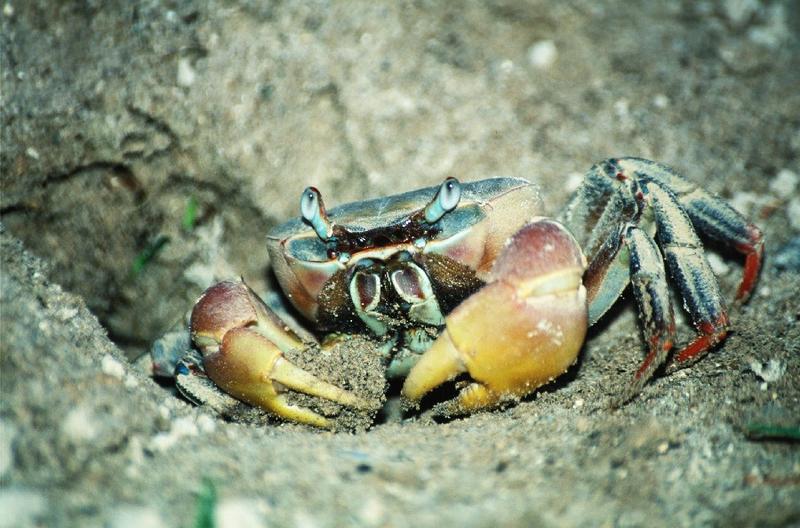 krabbe im hotelgarten auf praslin (seychellen)