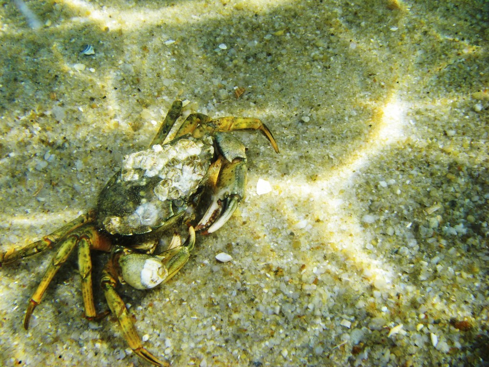 Krabbe im Meer