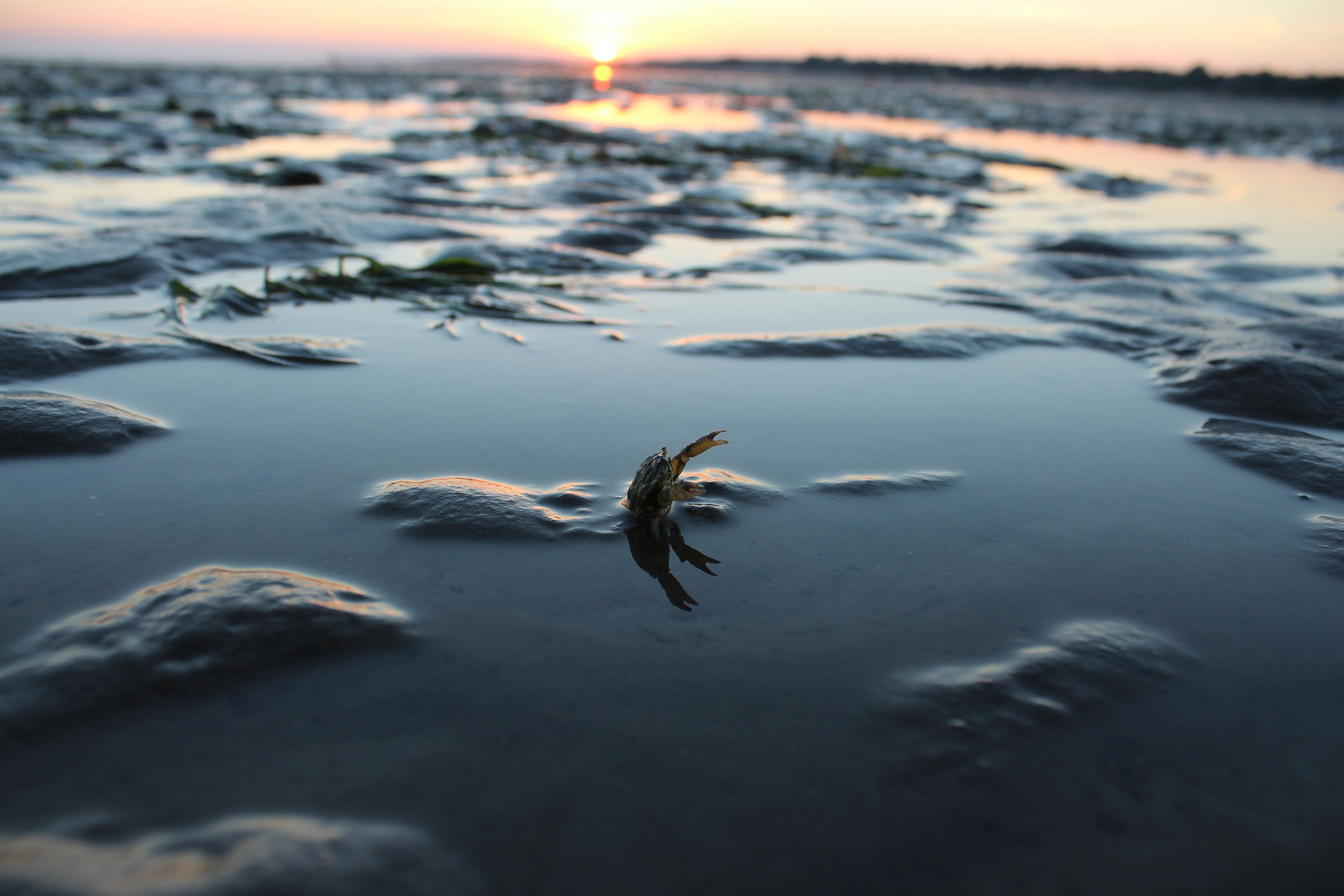 Krabbe im Watt auf Föhr