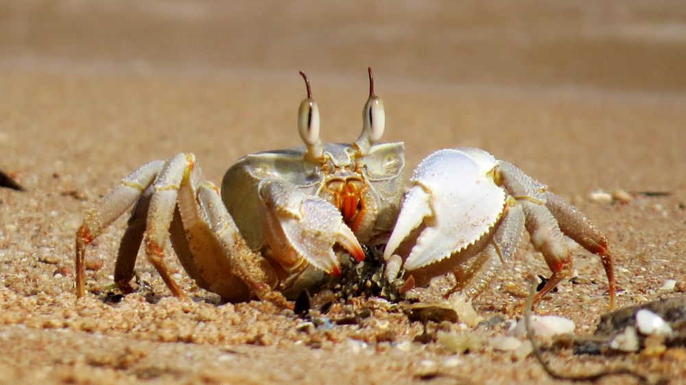 Krabbe in Ägypten