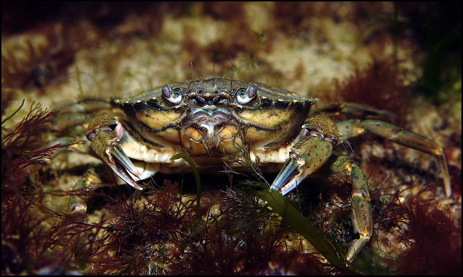 Krabbe in der Ostsee