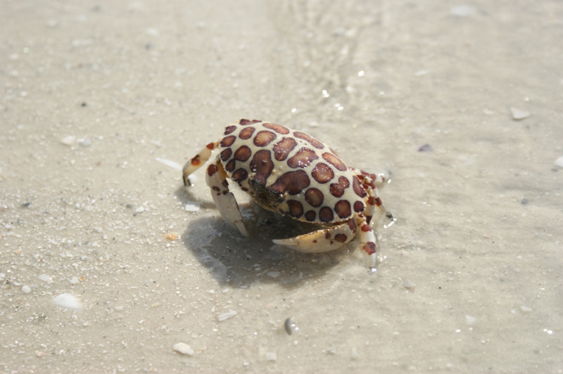 Krabbe in Florida