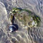 Krabbe mit Muschel.   Mit Algen getarnt auf Muscheljagd   (Büsum)