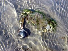 Krabbe mit Muschel.   Mit Algen getarnt auf Muscheljagd   (Büsum)