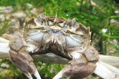 Krabbe mit Stilaugen