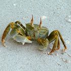 Krabbe(l)-Tier