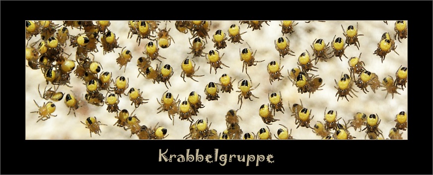 krabbelgruppe