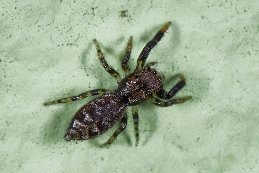 Krabbeln im Garten