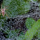 Krabbeln im Morgentau