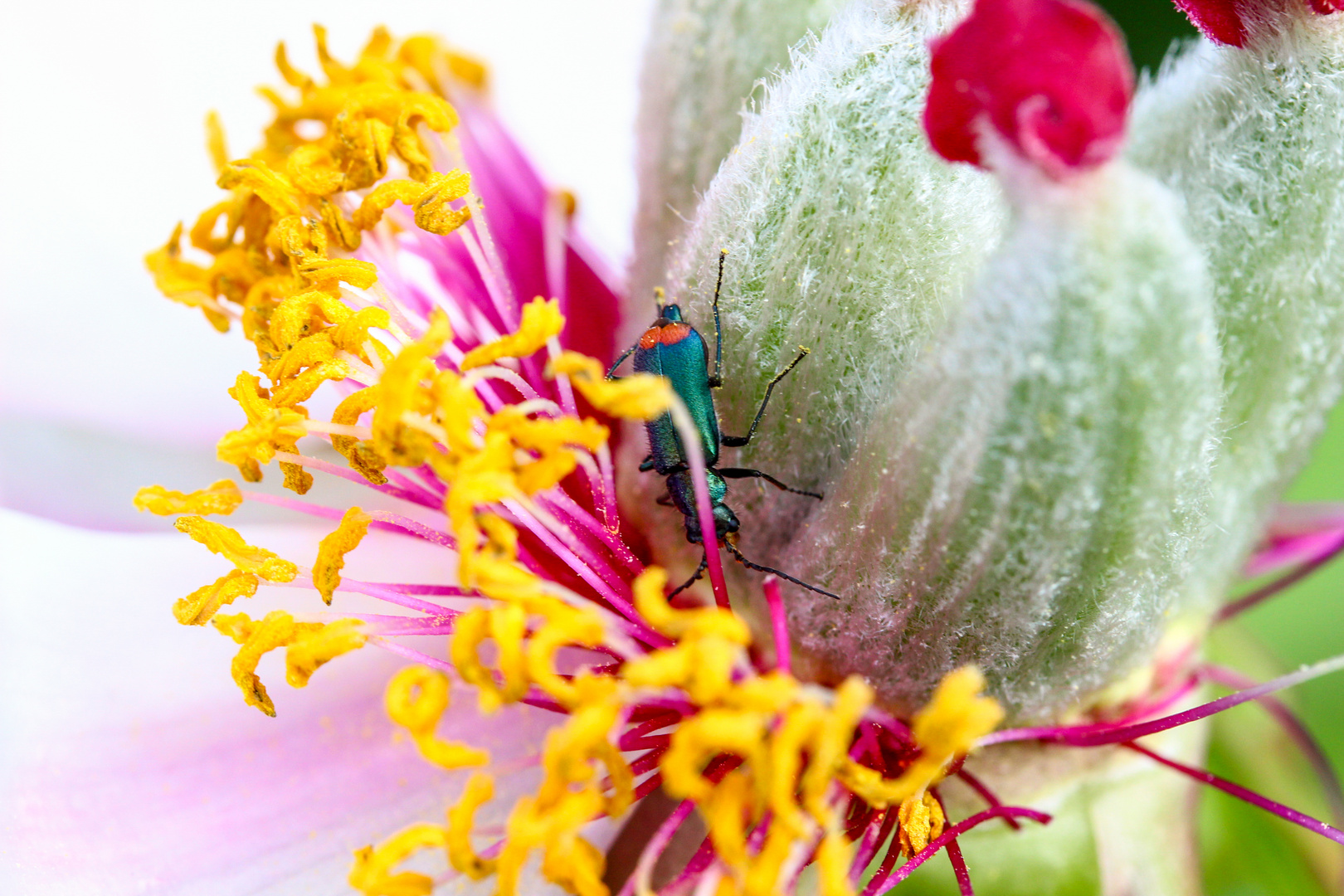 Krabbelnder Besuch