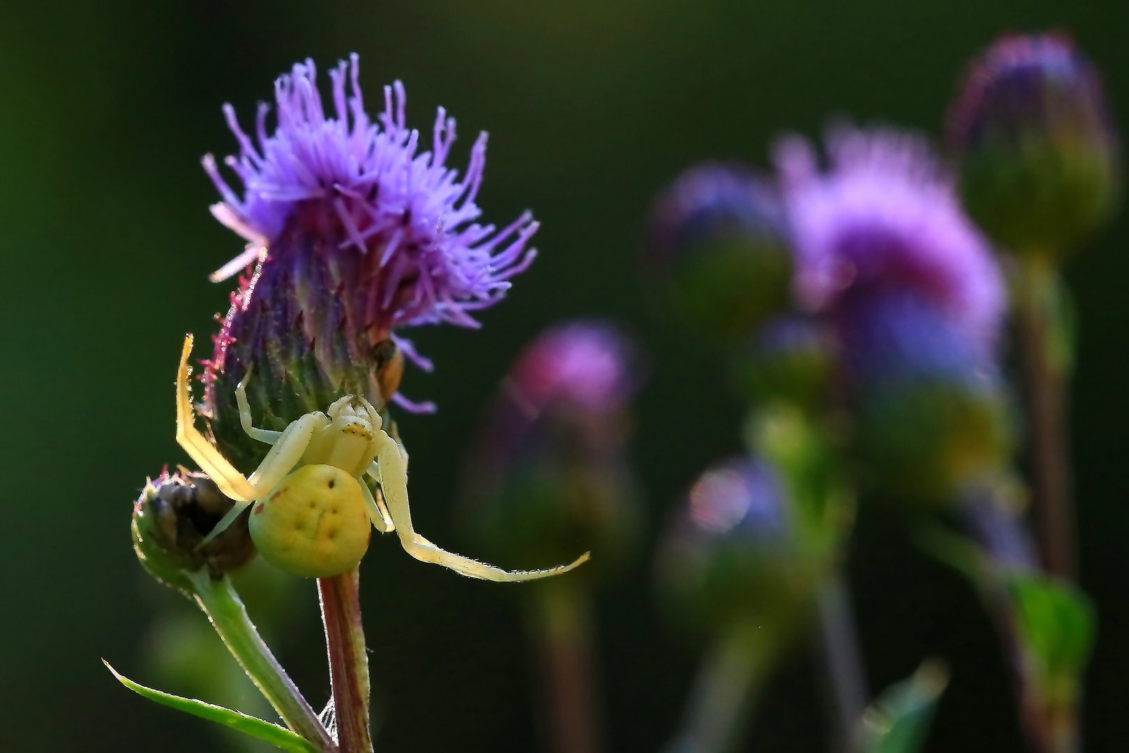 Krabbelspinne.auf Kratzdistel