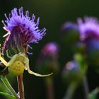 Krabbelspinne.auf Kratzdistel