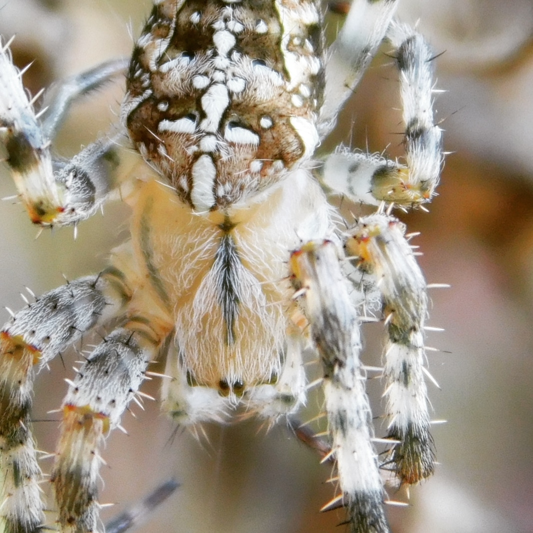 Krabbelte durch meinem Blumenkasten