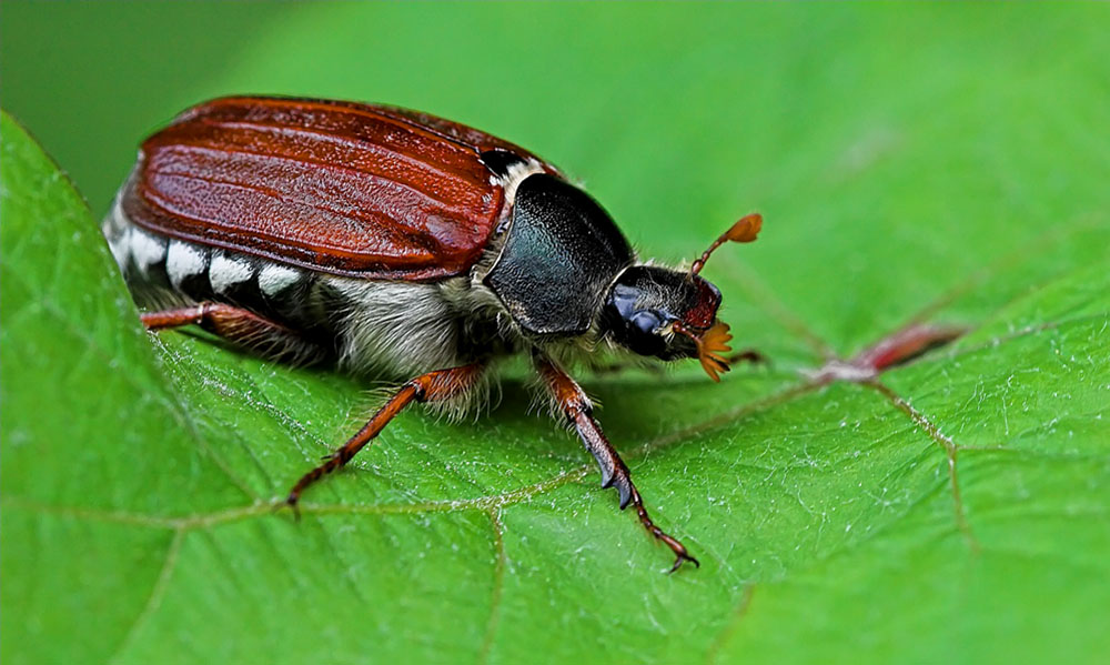 Krabbeltier 2 Foto & Bild tiere, wildlife, insekten Bilder auf