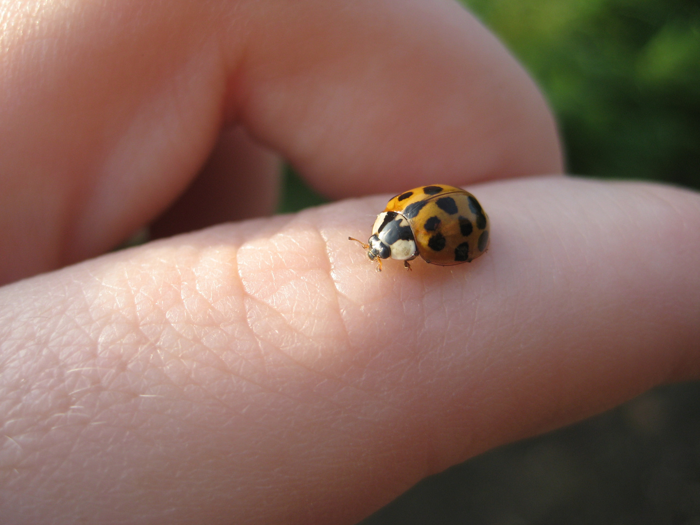 Krabbeltierchen .