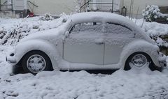 Krabbeltiere im Schnee