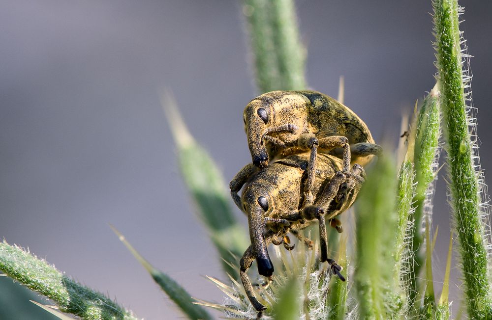 Krabbelus elfanticus focussimus eroticus