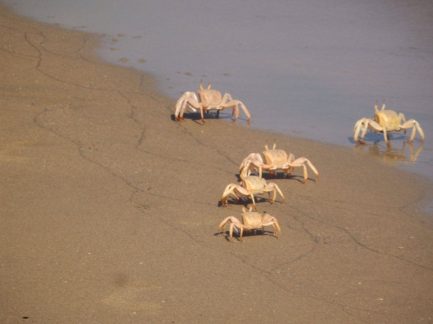 Krabben am Roten Meer