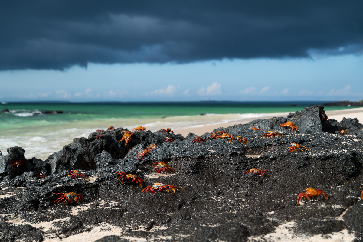 Krabben am Strand