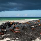 Krabben am Strand