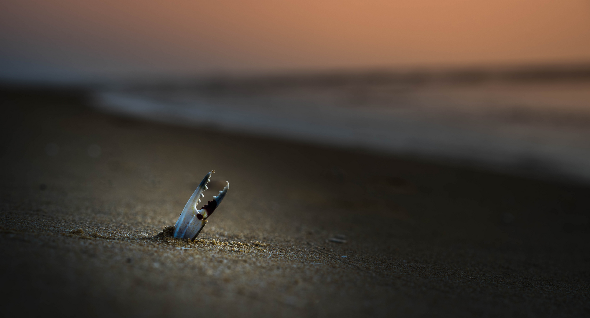 Krabben- Spuren am Strand