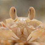 Krabbenaugen auf dem Weg ins Meer