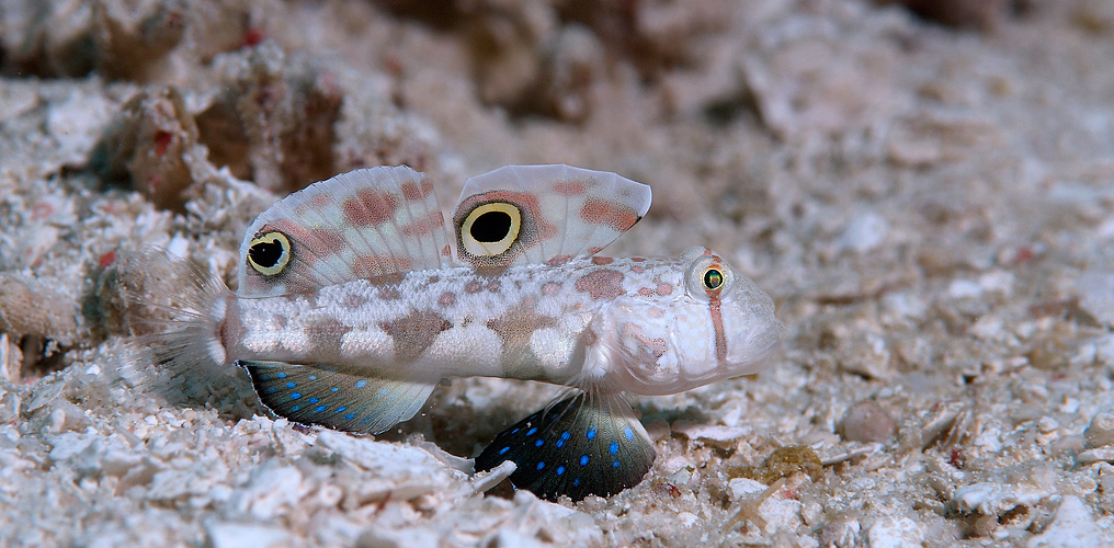 Krabbenaugengrundel