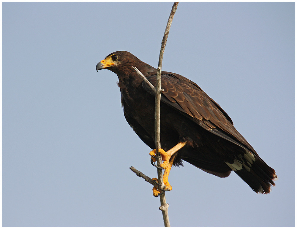 Krabbenbussard