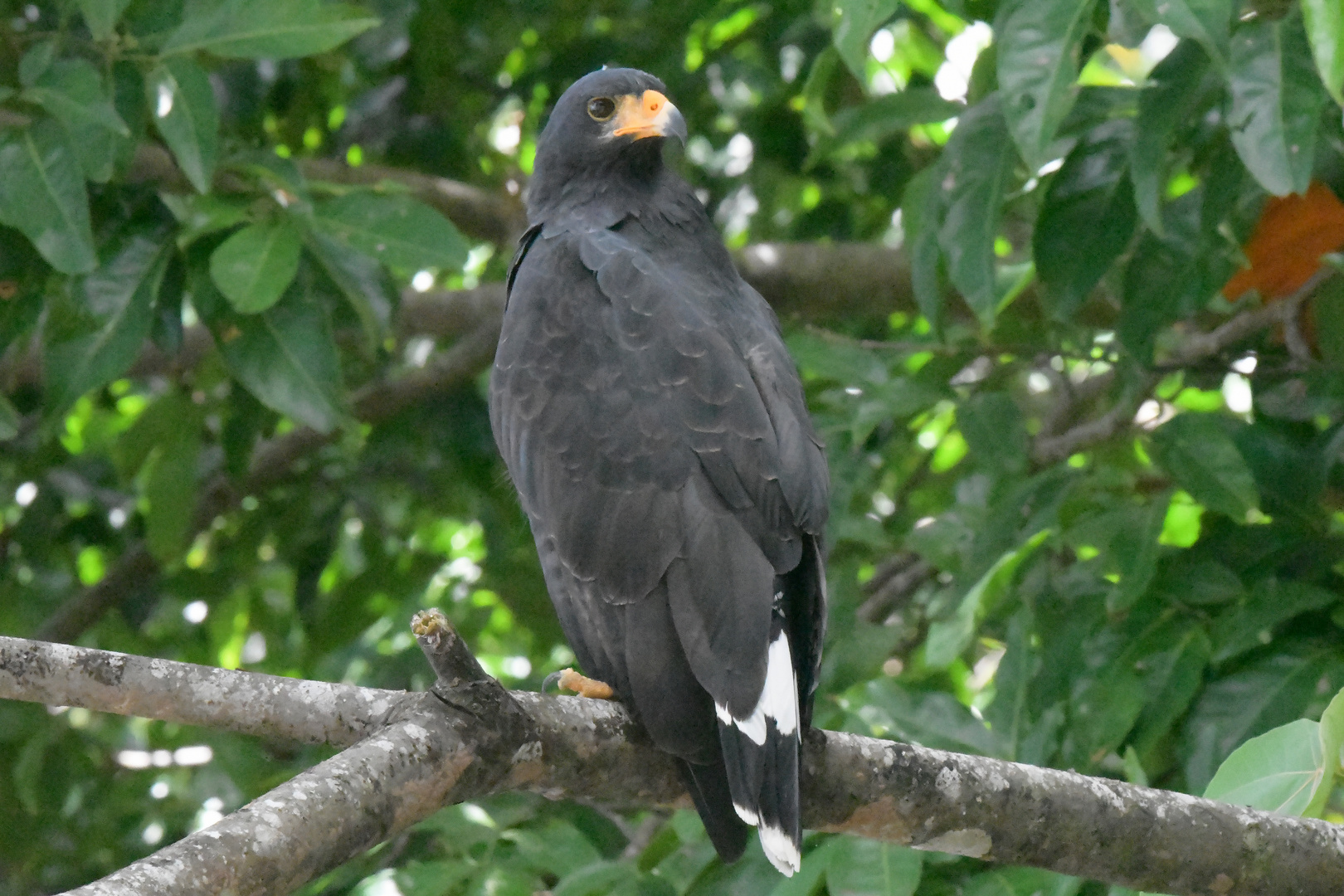 Krabbenbussard