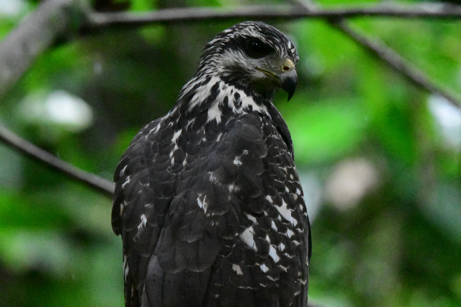 Krabbenbussard