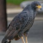 Krabbenbussard_3